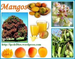 PQC - Mango
